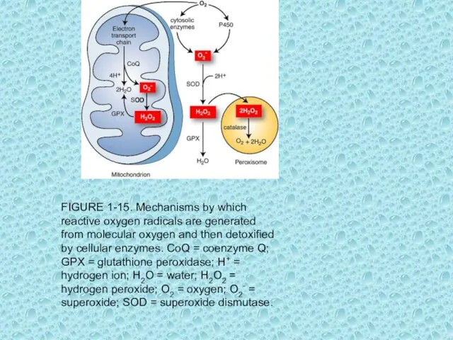 FIGURE 1-15. Mechanisms by which reactive oxygen radicals are generated from molecular