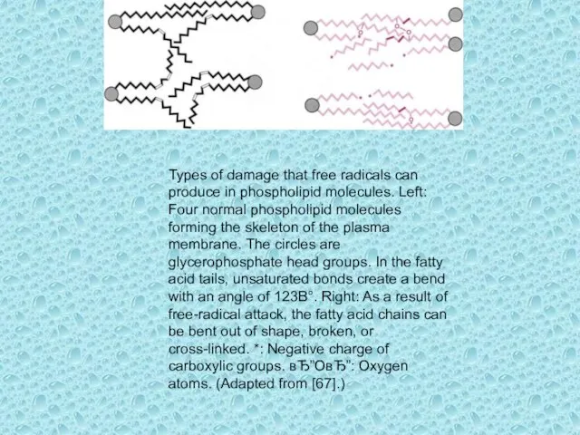 Types of damage that free radicals can produce in phospholipid molecules. Left: