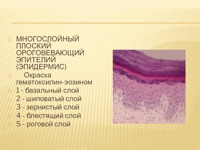 МНОГОСЛОЙНЫЙ ПЛОСКИЙ ОРОГОВЕВАЮЩИЙ ЭПИТЕЛИЙ (ЭПИДЕРМИС) Окраска гематоксилин-эозином 1 - базальный слой 2