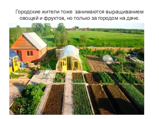 Городские жители тоже занимаются выращиванием овощей и фруктов, но только за городом на даче.