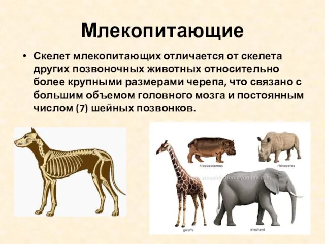 Млекопитающие Скелет млекопитающих отличается от скелета других позвоночных животных относительно более крупными