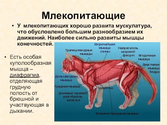 Млекопитающие Есть особая куполообразная мышца – диафрагма, отделяющая грудную полость от брюшной