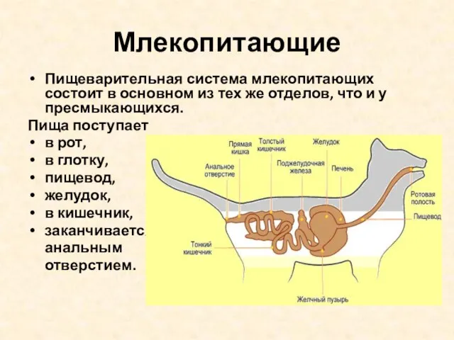 Млекопитающие Пищеварительная система млекопитающих состоит в основном из тех же отделов, что