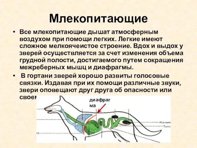 Млекопитающие Все млекопитающие дышат атмосферным воздухом при помощи легких. Легкие имеют сложное