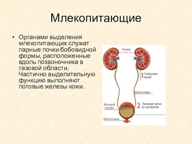 Млекопитающие Органами выделения млекопитающих служат парные почки бобовидной формы, расположенные вдоль позвоночника