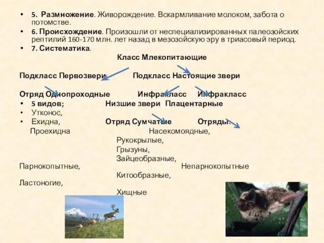 5. Размножение. Живорождение. Вскармливание молоком, забота о потомстве. 6. Происхождение. Произошли от