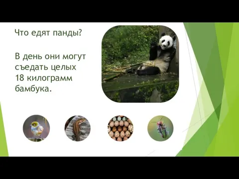 Что едят панды? В день они могут съедать целых 18 килограмм бамбука.