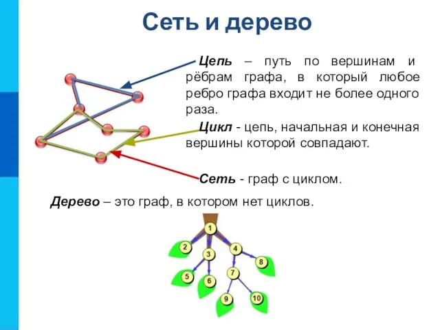 Сеть и дерево Цепь – путь по вершинам и рёбрам графа, в