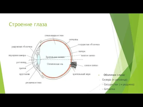 Строение глаза Оболочки глаза: Склера (и роговица) - Сосудистая ( и радужка) - Сетчатка