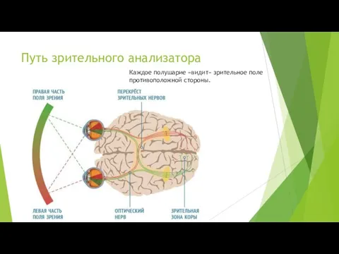 Путь зрительного анализатора Каждое полушарие «видит» зрительное поле противоположной стороны.