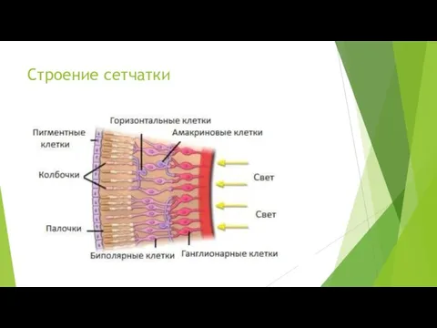 Строение сетчатки