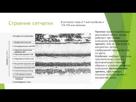 Строение сетчатки В сетчатке глаза 6-7 млн колбочек и 110-125 млн палочек