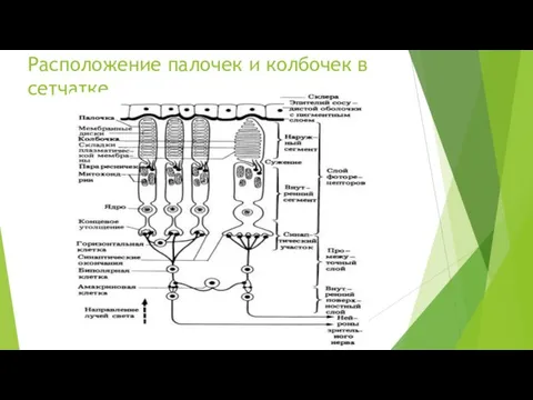 Расположение палочек и колбочек в сетчатке