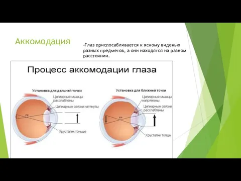 Аккомодация -Глаз приспосабливается к ясному виденью разных предметов, а они находятся на разном расстоянии.