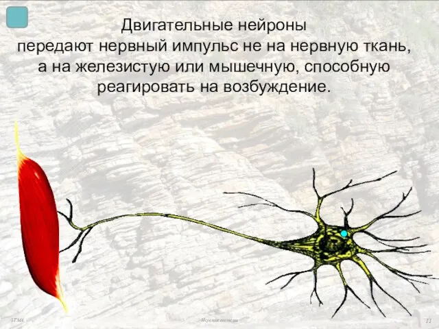 Двигательные нейроны передают нервный импульс не на нервную ткань, а на железистую