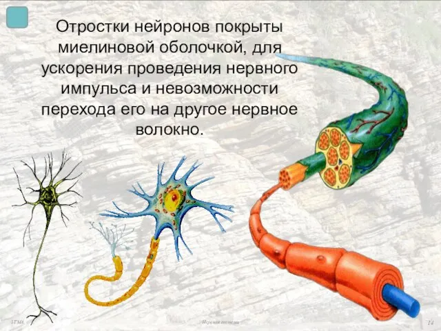 Отростки нейронов покрыты миелиновой оболочкой, для ускорения проведения нервного импульса и невозможности