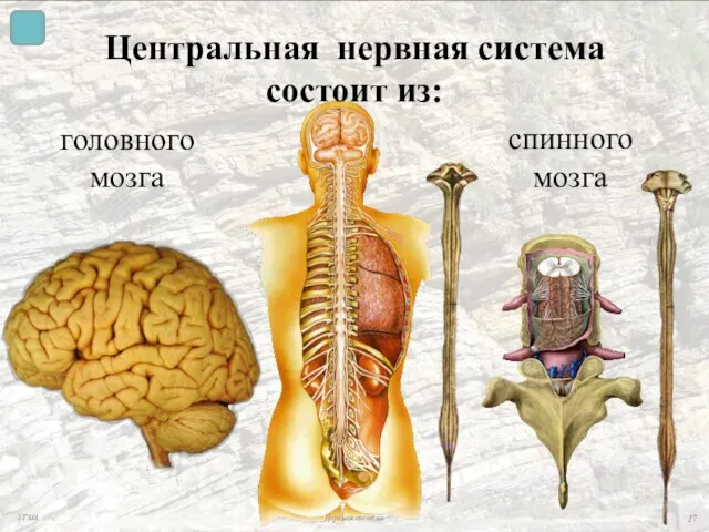 Центральная нервная система состоит из: головного мозга спинного мозга УГМА Нервная система