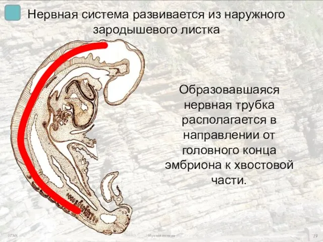 Нервная система развивается из наружного зародышевого листка Образовавшаяся нервная трубка располагается в