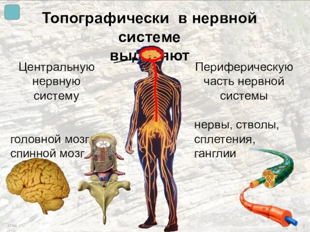 Топографически в нервной системе выделяют Центральную нервную систему головной мозг спинной мозг