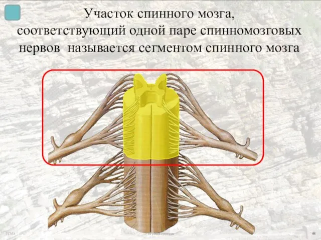 Участок спинного мозга, соответствующий одной паре спинномозговых нервов называется сегментом спинного мозга УГМА Нервная система