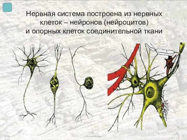 Нервная система построена из нервных клеток – нейронов (нейроцитов) и опорных клеток