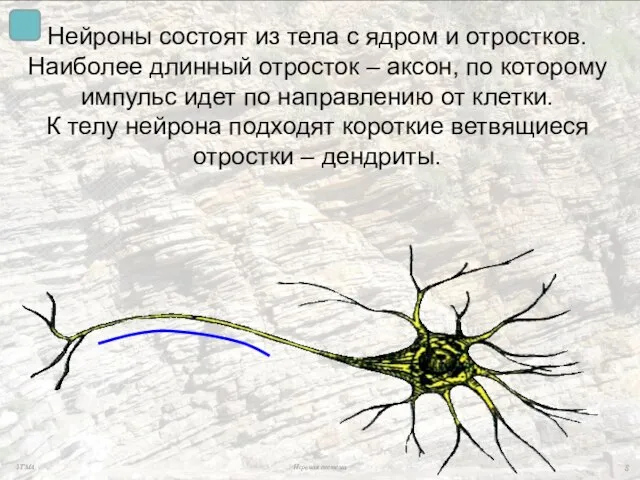 Нейроны состоят из тела с ядром и отростков. Наиболее длинный отросток –