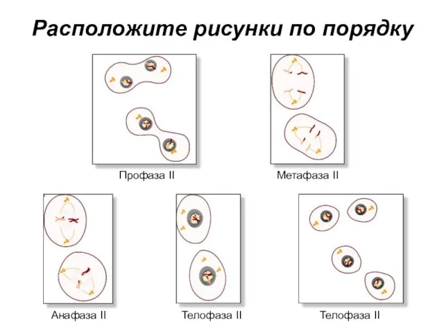 Расположите рисунки по порядку Профаза II Метафаза II Анафаза II Телофаза II Телофаза II