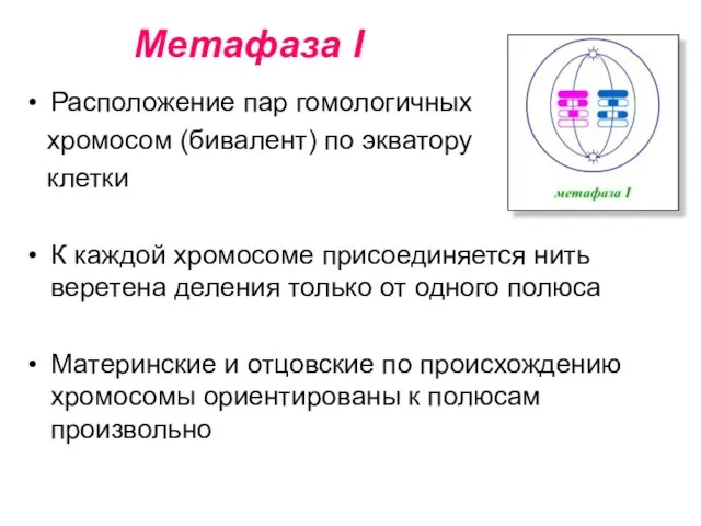 Метафаза I Расположение пар гомологичных хромосом (бивалент) по экватору клетки К каждой