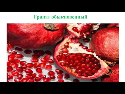 Гранат обыкновенный