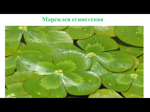 Марсилея египетская