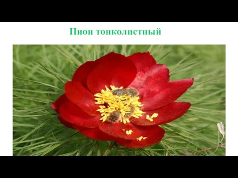 Пион тонколистный