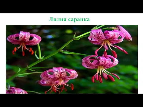 Лилия саранка