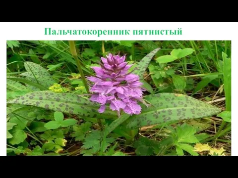 Пальчатокоренник пятнистый