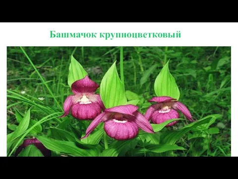 Башмачок крупноцветковый