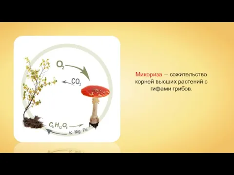 Микориза — сожительство корней высших растений с гифами грибов.