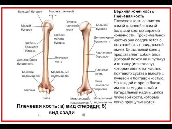 Плечевая кость: а) вид спереди; б) вид сзади Верхняя конечность Плечевая кость