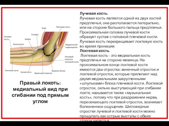 Лучевая кость Лучевая кость является одной из двух костей предплечья, она располагается