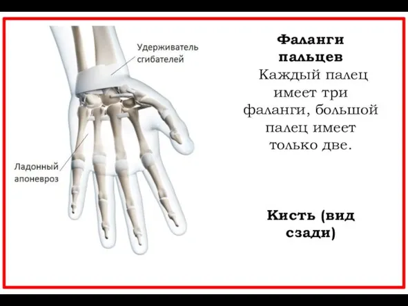 Фаланги пальцев Каждый палец имеет три фаланги, большой палец имеет только две. Кисть (вид сзади)