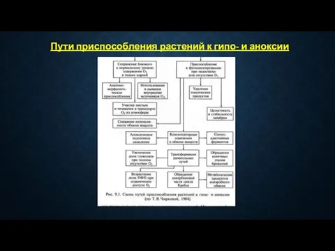 Пути приспособления растений к гипо- и аноксии