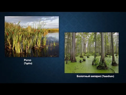 Рогоз (Typha) Болотный кипарис (Taxodium)