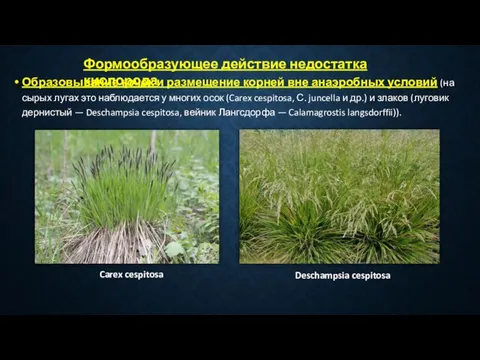 Формообразующее действие недостатка кислорода Образовывание кочек и размещение корней вне анаэробных условий