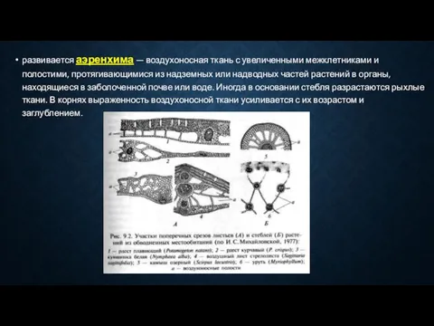 развивается аэренхима — воздухоносная ткань с увеличенными межклетниками и полостими, протягивающимися из