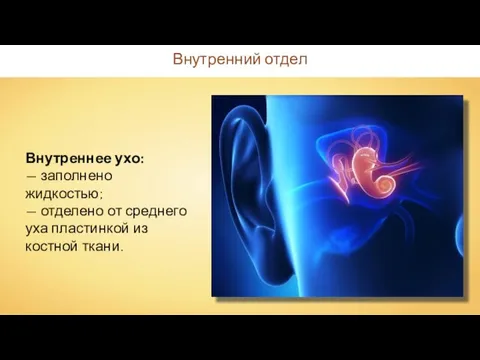 Внутренний отдел Внутреннее ухо: — заполнено жидкостью; — отделено от среднего уха пластинкой из костной ткани.