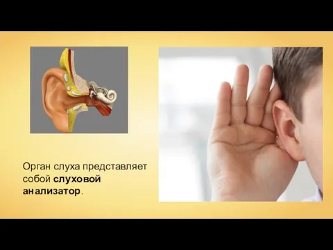 Орган слуха представляет собой слуховой анализатор.