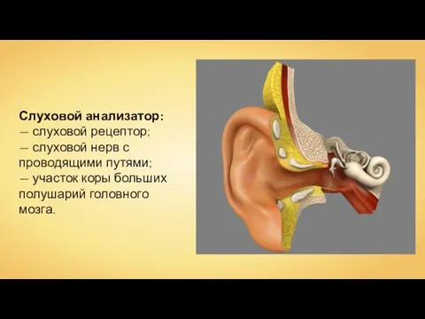 Слуховой анализатор: — слуховой рецептор; — слуховой нерв с проводящими путями; —