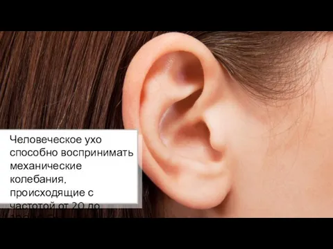 Человеческое ухо способно воспринимать механические колебания, происходящие с частотой от 20 до 20000 Гц.