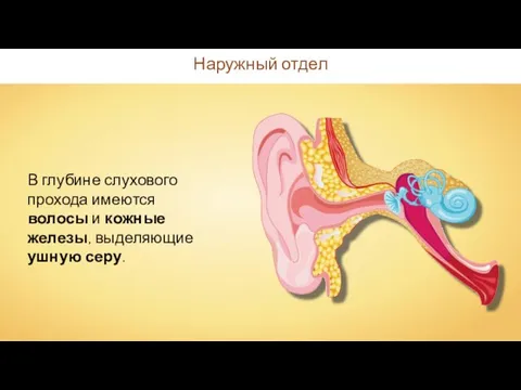 Наружный отдел В глубине слухового прохода имеются волосы и кожные железы, выделяющие ушную серу.