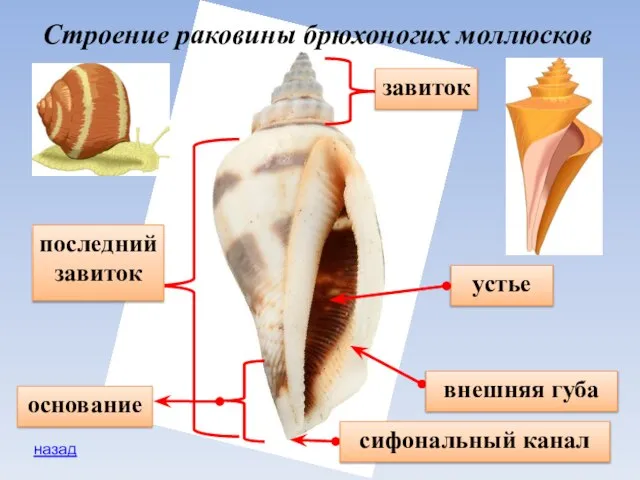 устье завиток последний завиток внешняя губа сифональный канал основание Строение раковины брюхоногих моллюсков назад