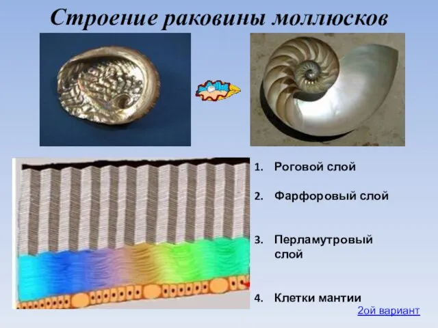 Строение раковины моллюсков Роговой слой Фарфоровый слой Перламутровый слой Клетки мантии 2ой вариант