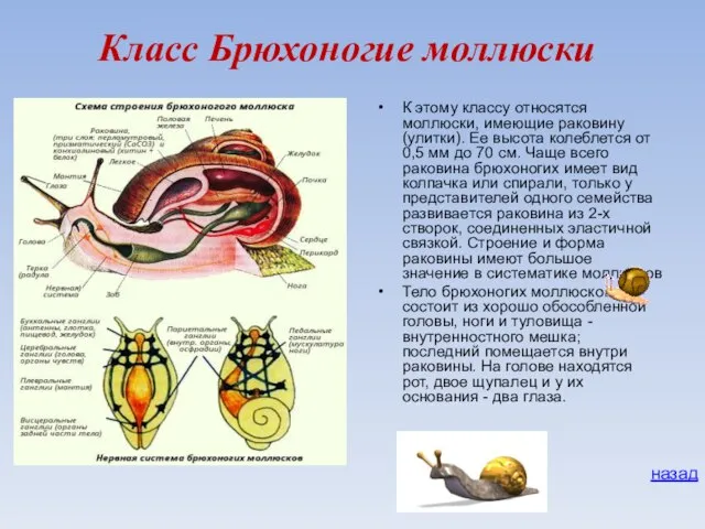 Класс Брюхоногие моллюски К этому классу относятся моллюски, имеющие раковину (улитки). Ее